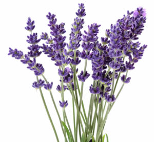No more stinky chemicals needed to keep the mosquitoes away. Lavender is all you need!
