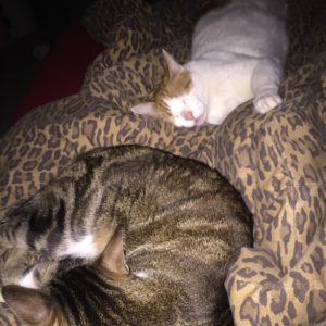 Three times the cats, three times the sleep.
