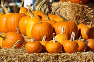Get the kids in the car and head to a pumpkin patch!