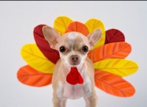 Because nothing says "Thanksgiving" like a chihuahua in a turkey costume.